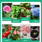 🪴Kaufen Sie 3 für 5 (8 Flaschen）🌼Flüssige Lösung zur Aktivierung von Pflanzen und Blumen✨ cetaut