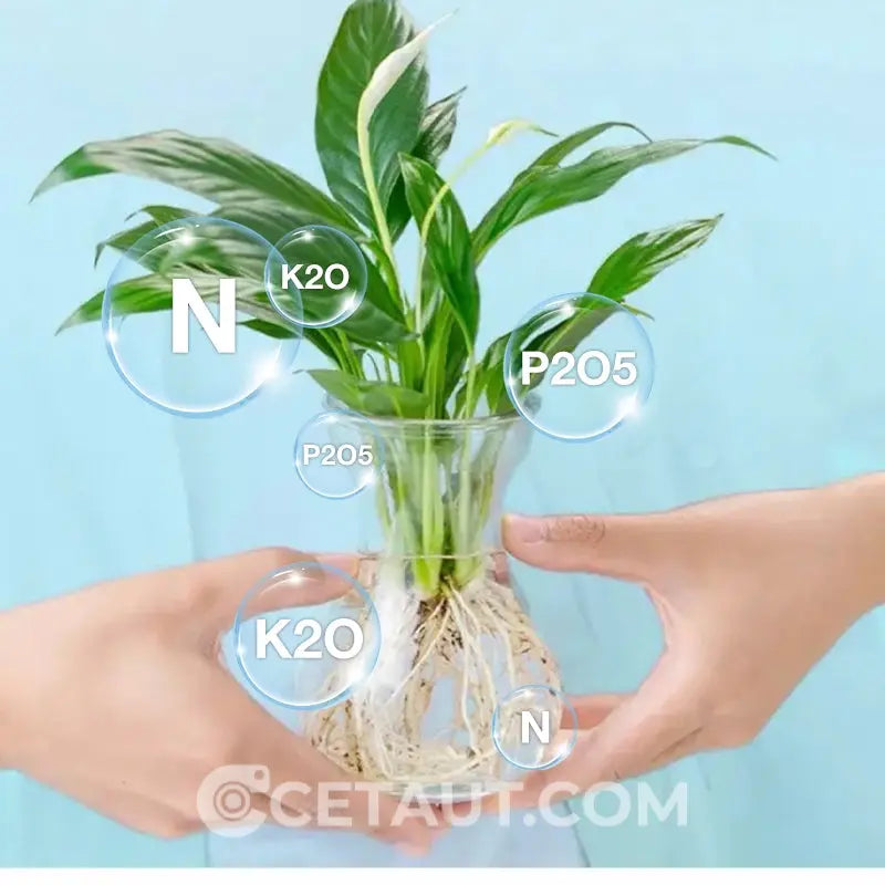 Hydrokultur-Nährlösung: Wachstumsbooster für Pflanzen 🌱⚗️💚 cetaut