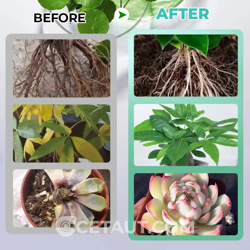 Hydrokultur-Nährlösung: Wachstumsbooster für Pflanzen 🌱⚗️💚 cetaut